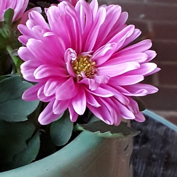 Meet your Posher, S - Picture 1 of 1